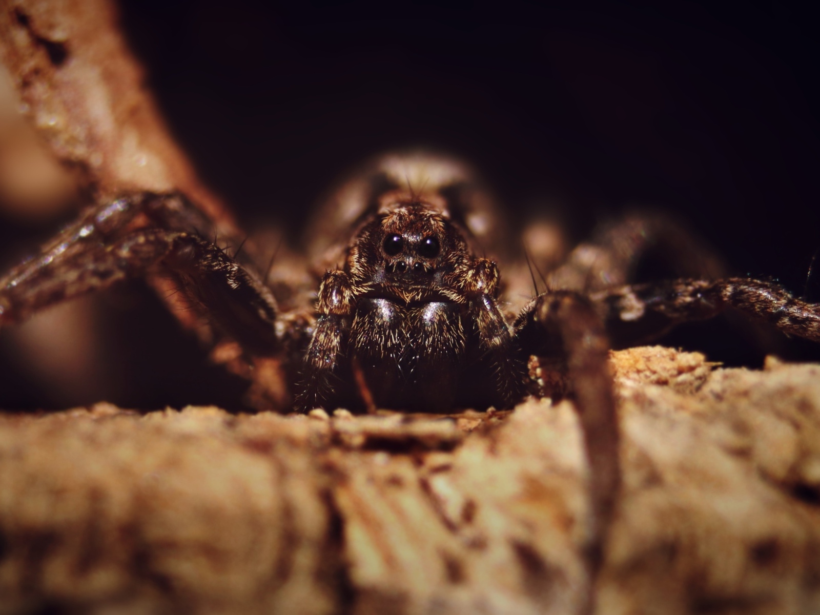 Паук крупным планом на черном фоне