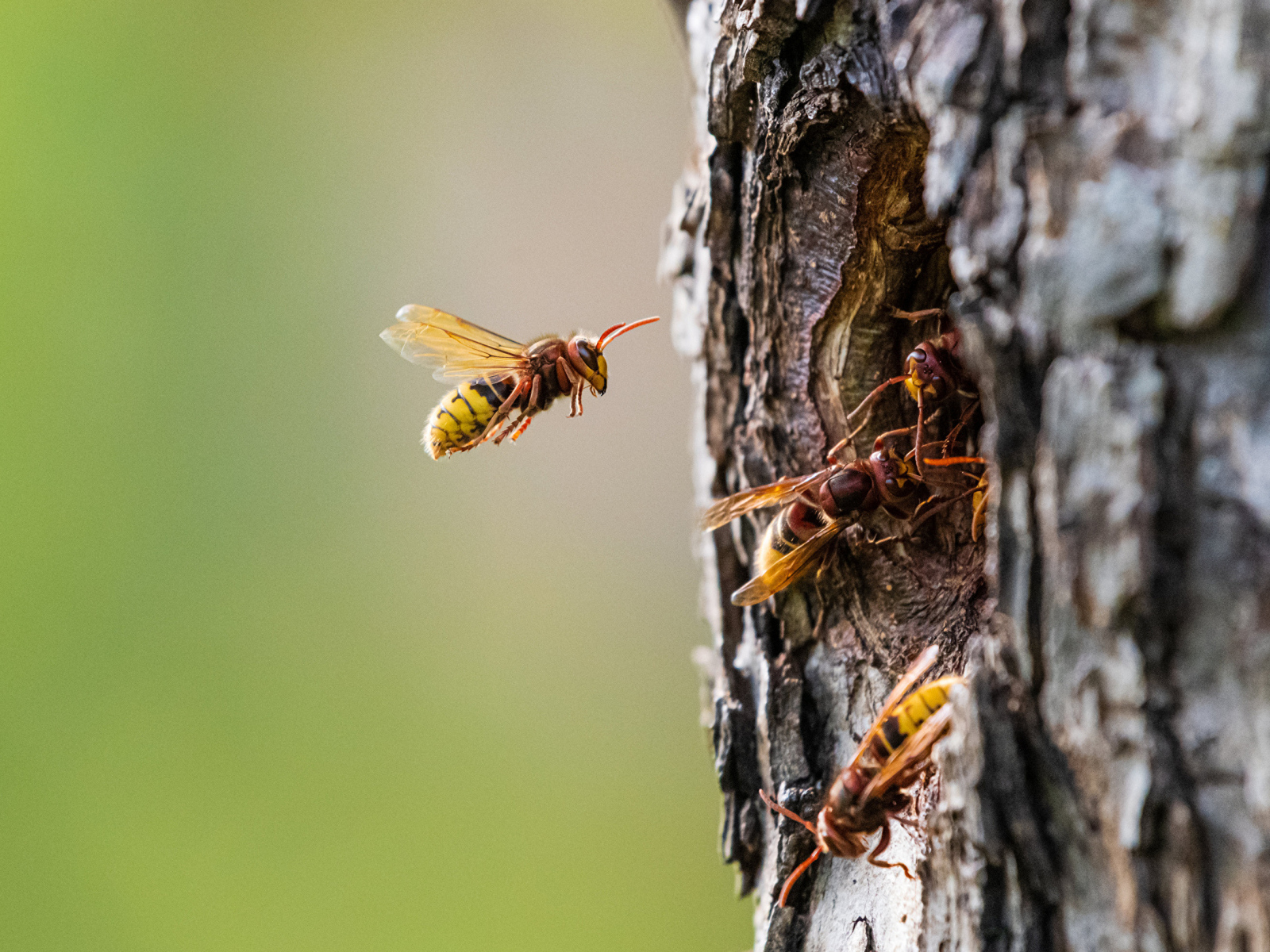 Пчелы сделали улей в дупле дерева
