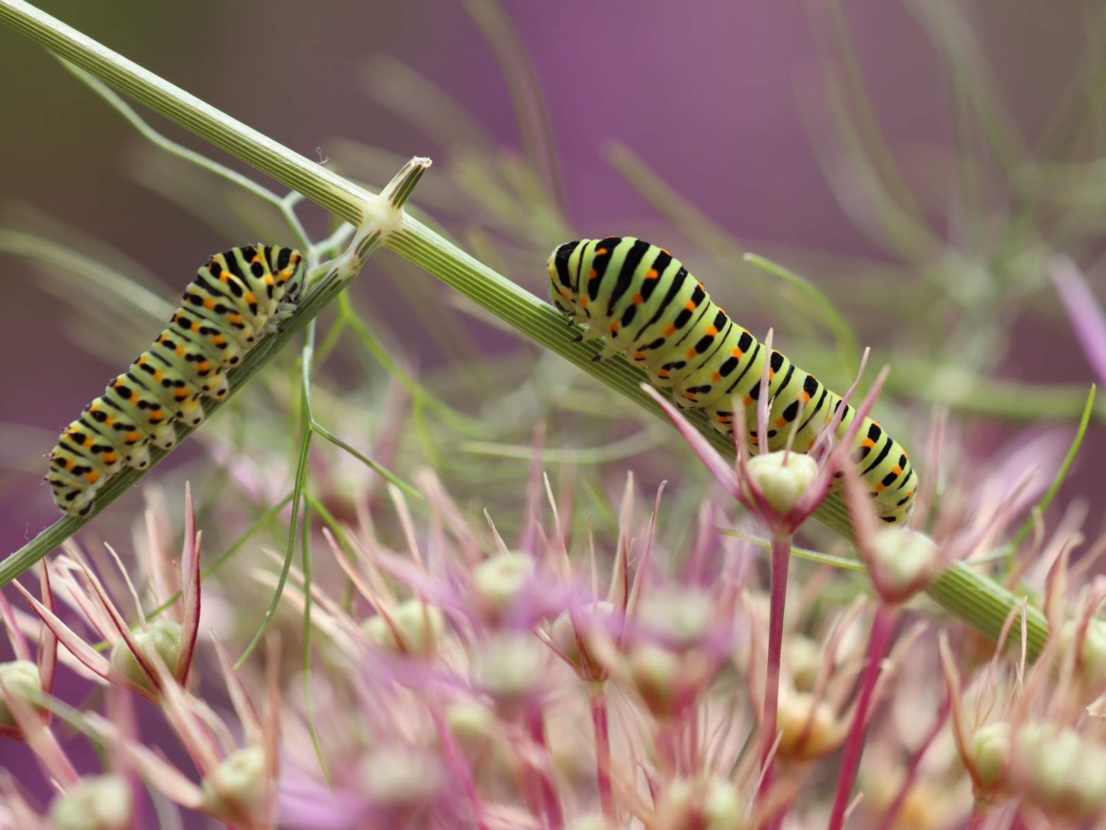 Две зеленые гусеницы на цветке