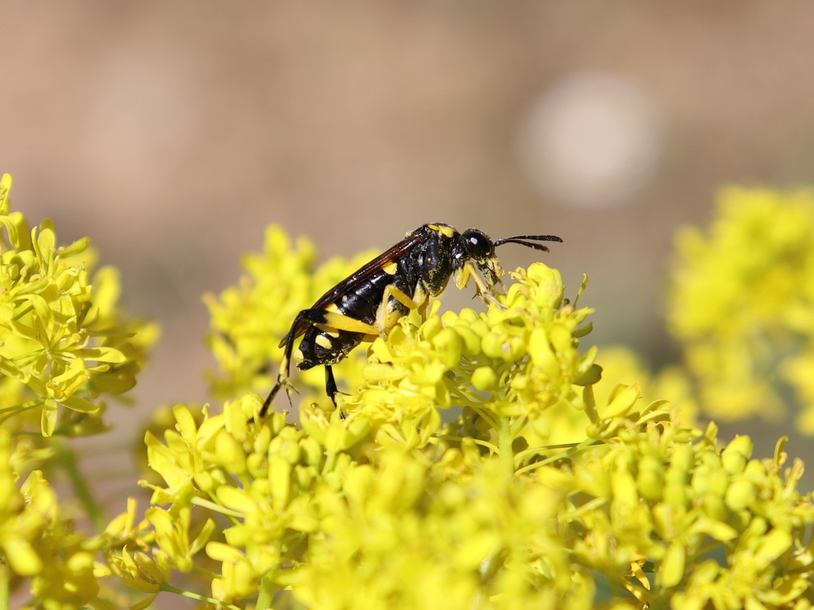 Оса сидит на желтом цветке