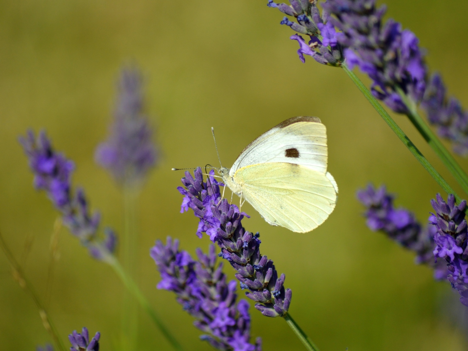 Белая бабочка сидит на цветке лаванды