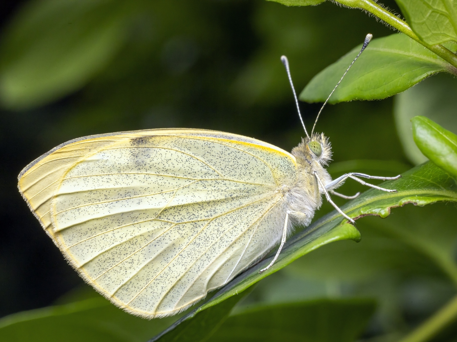 Белая бабочка сидит на зеленом листе