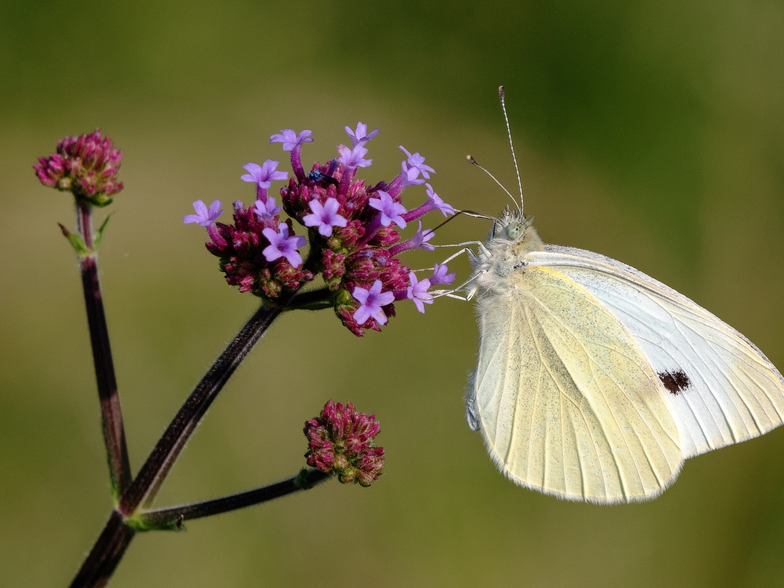 Белая бабочка капустница на цветке