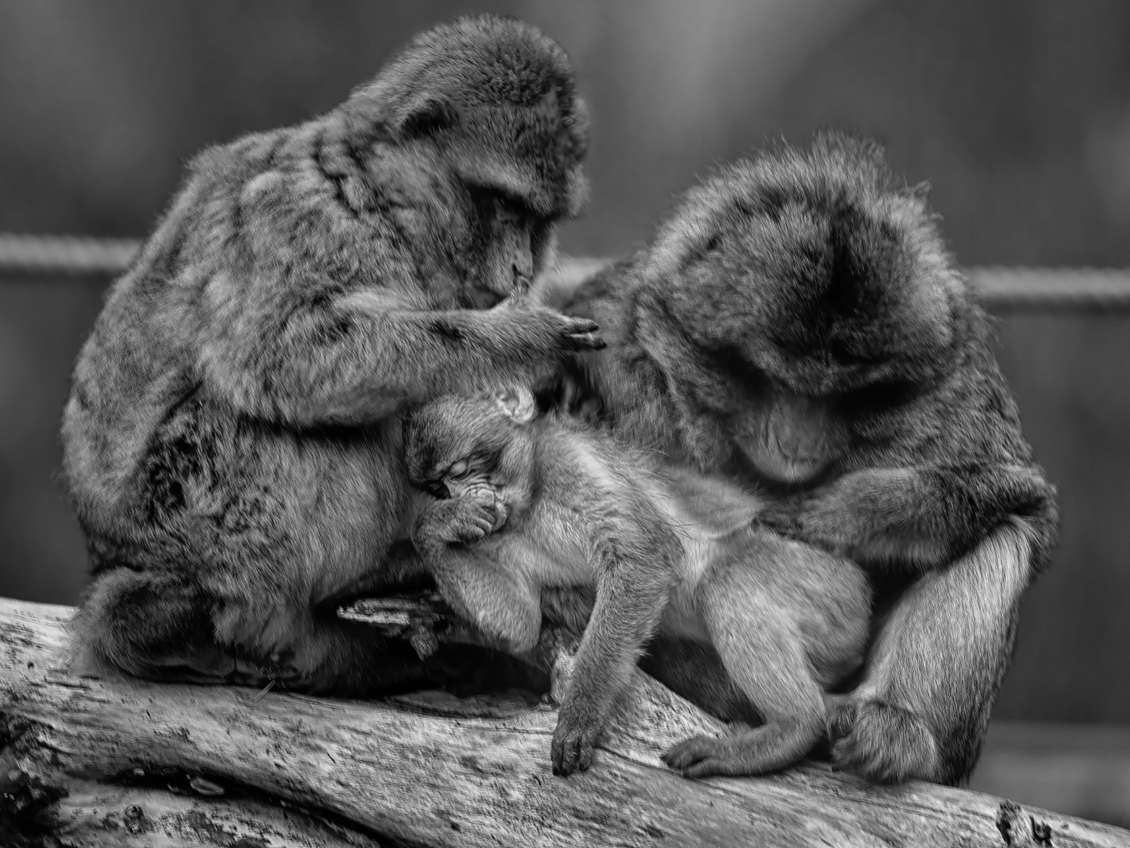 Семья обезьян черно-белое фото 