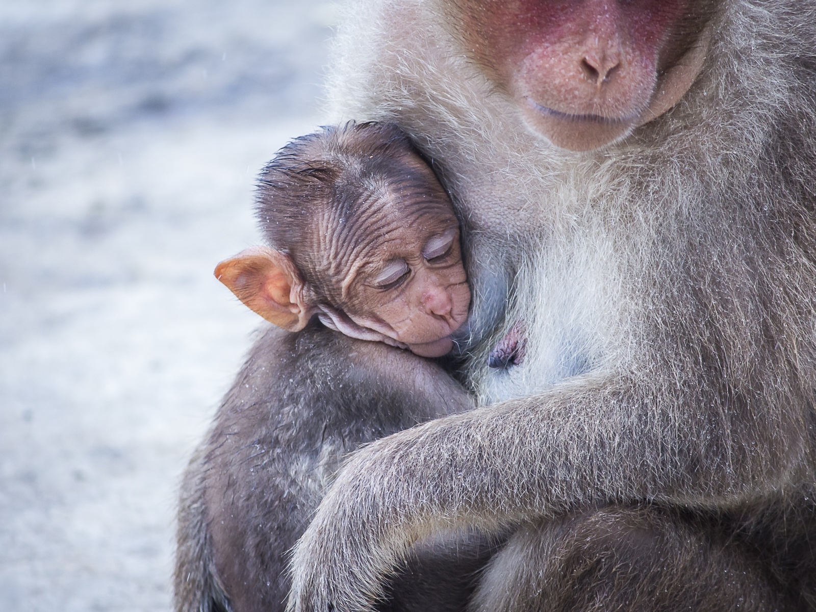 Обезьяна обнимает детеныша 