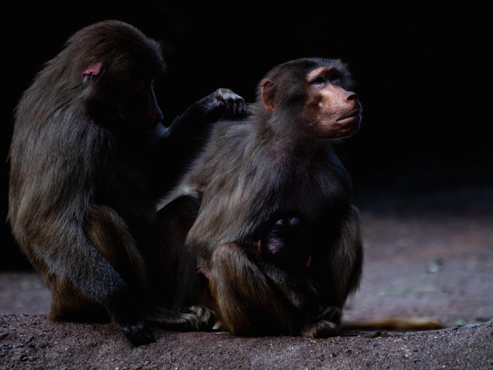 Два бабуина на черном фоне