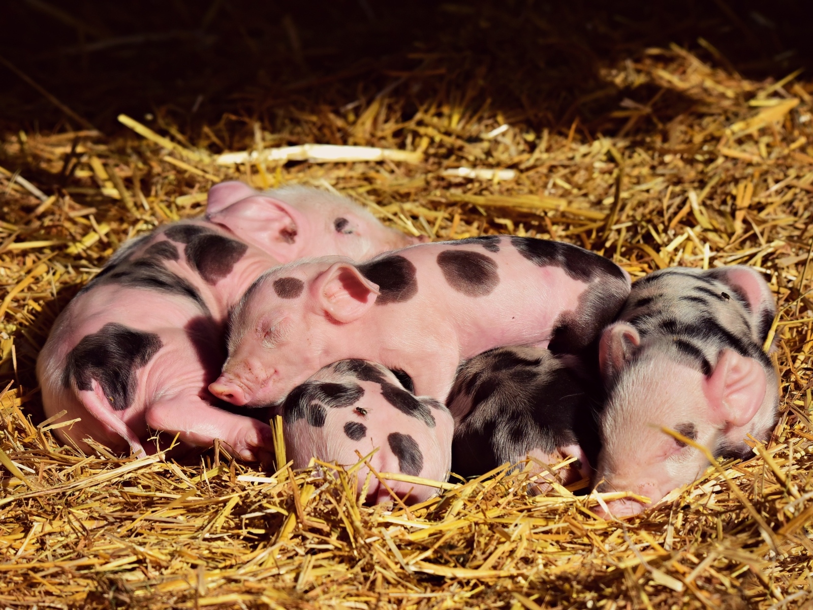 Маленькие поросята спят на соломе на ферме