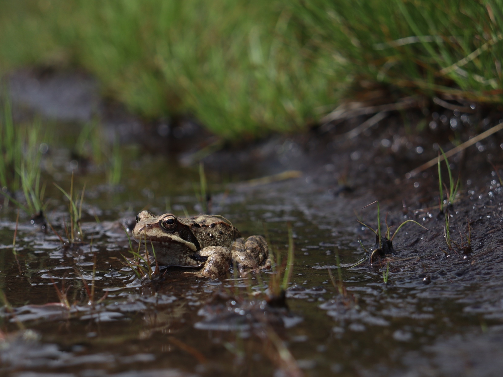 Лягушка сидит в луже во время дождя