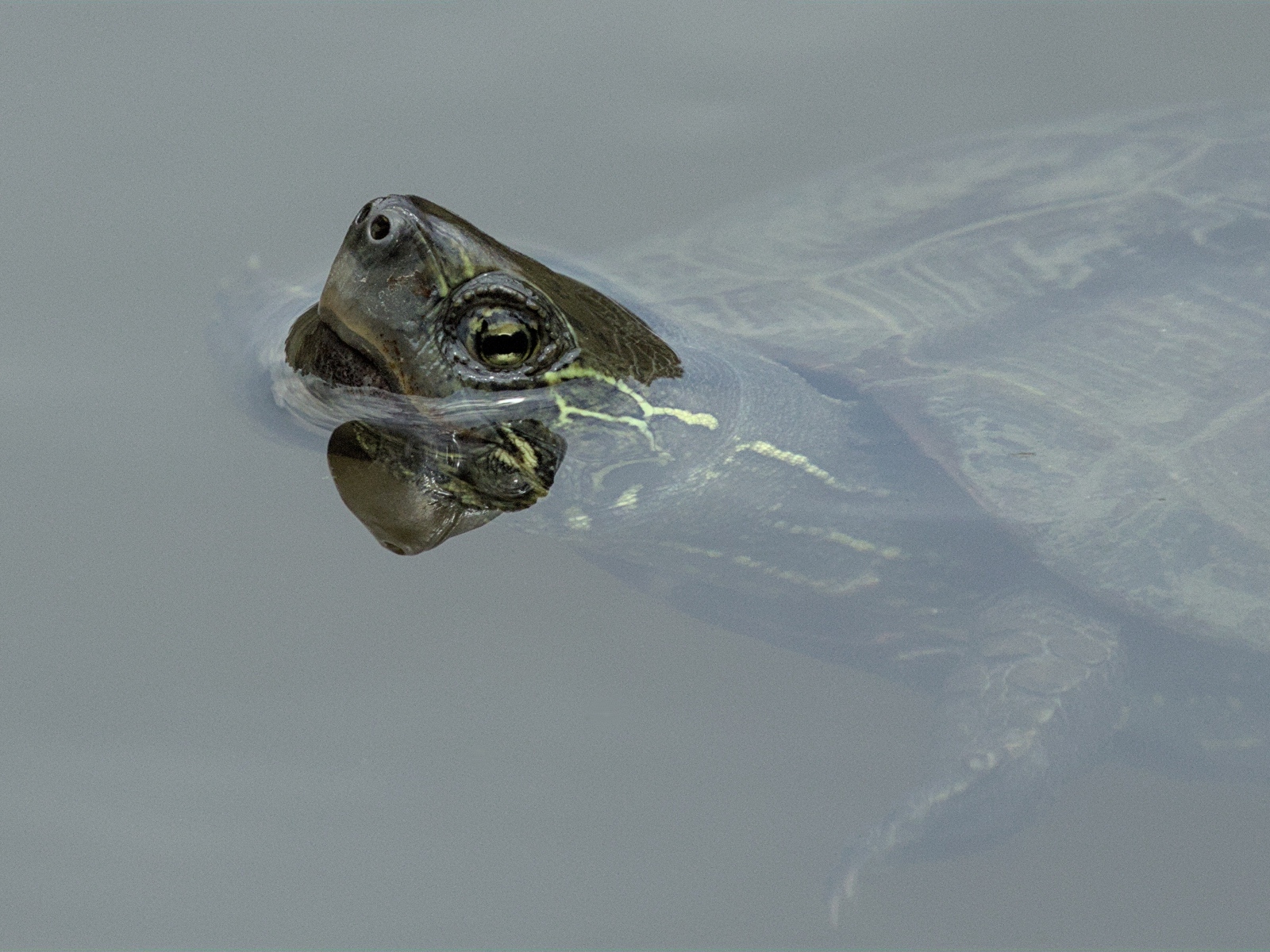 Большая черепаха плавает в воде