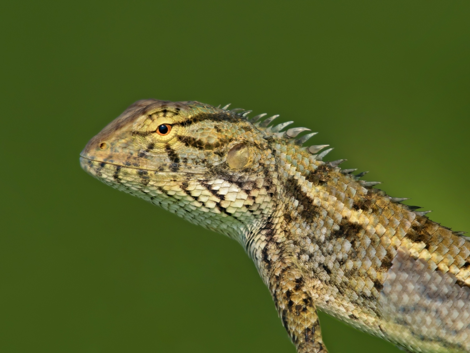 Красивая ящерица на зеленом фоне