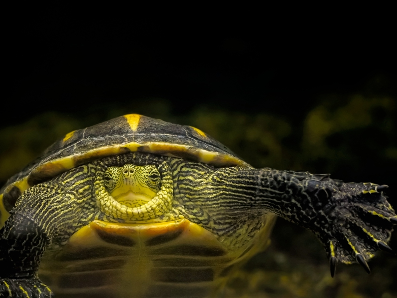 Большой китайская полосатая черепаха в аквариуме