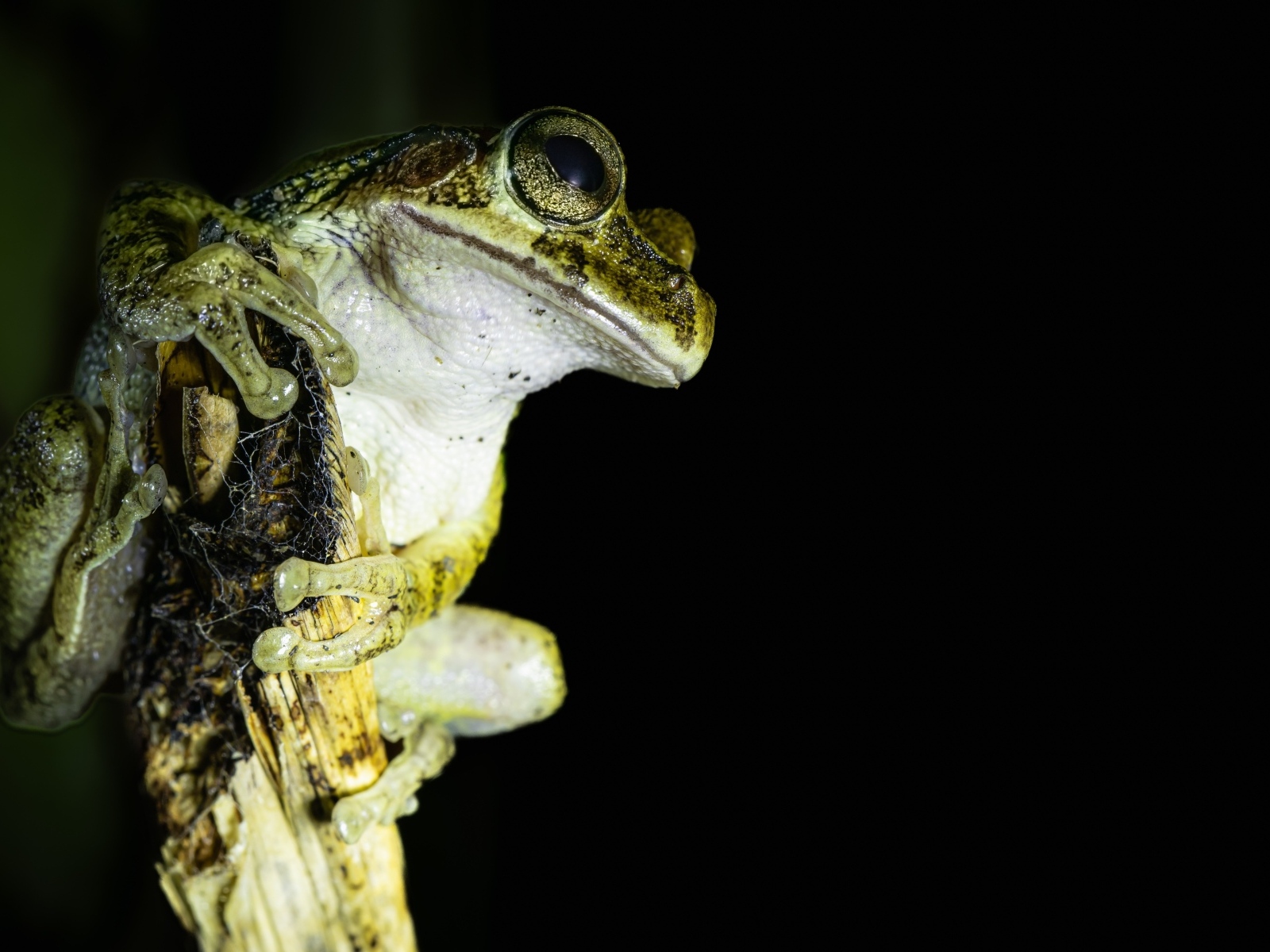 Большая зеленая лягушка сидит на ветке на черном фоне