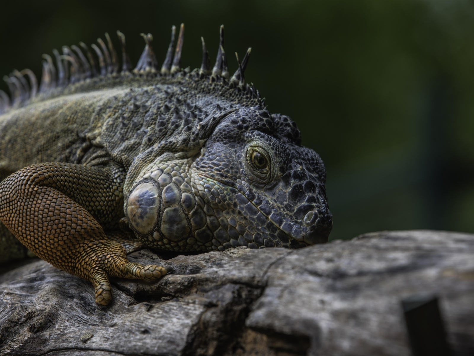 Большая игуана на старом дереве