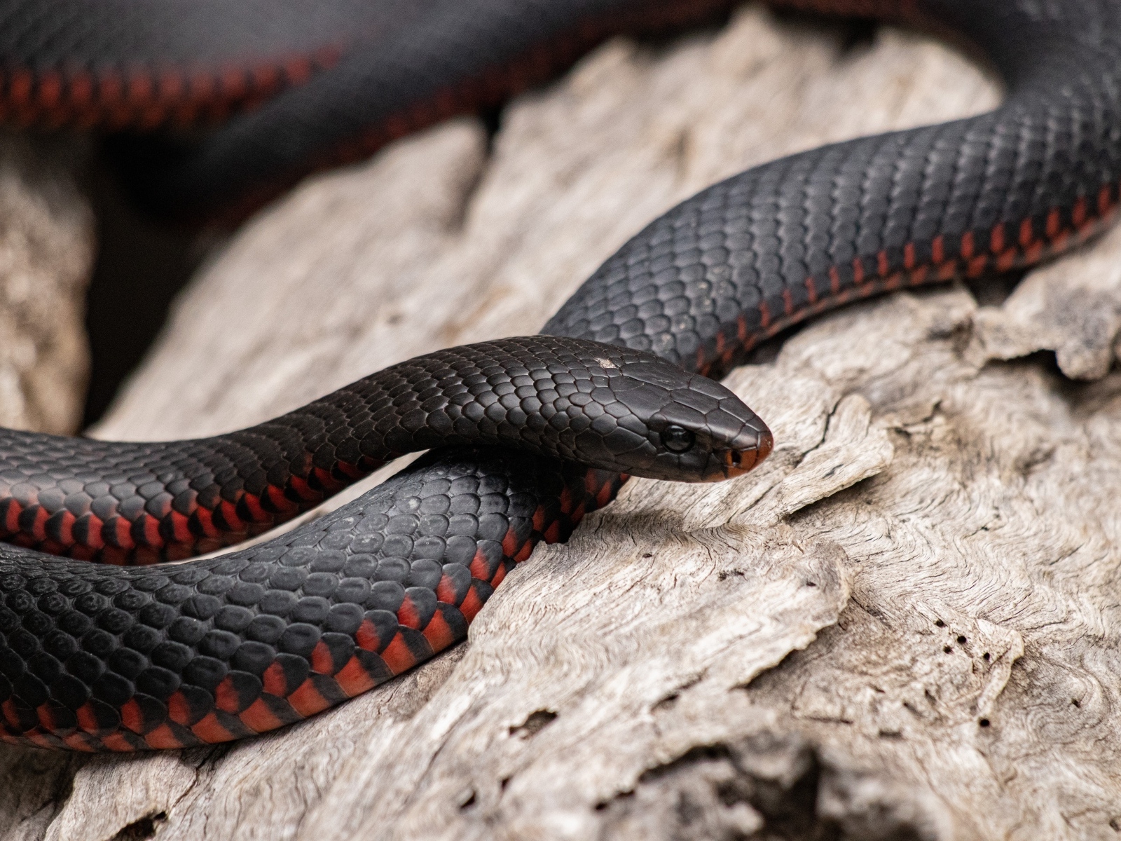 Черная змея с красным животом