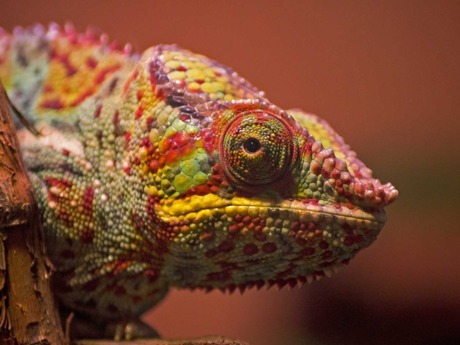 Голова хамелеона крупным планом