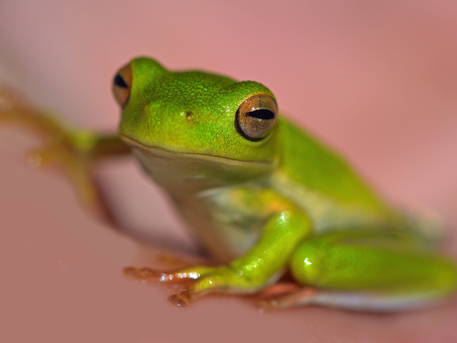 Зеленая лягушка на розовом фоне