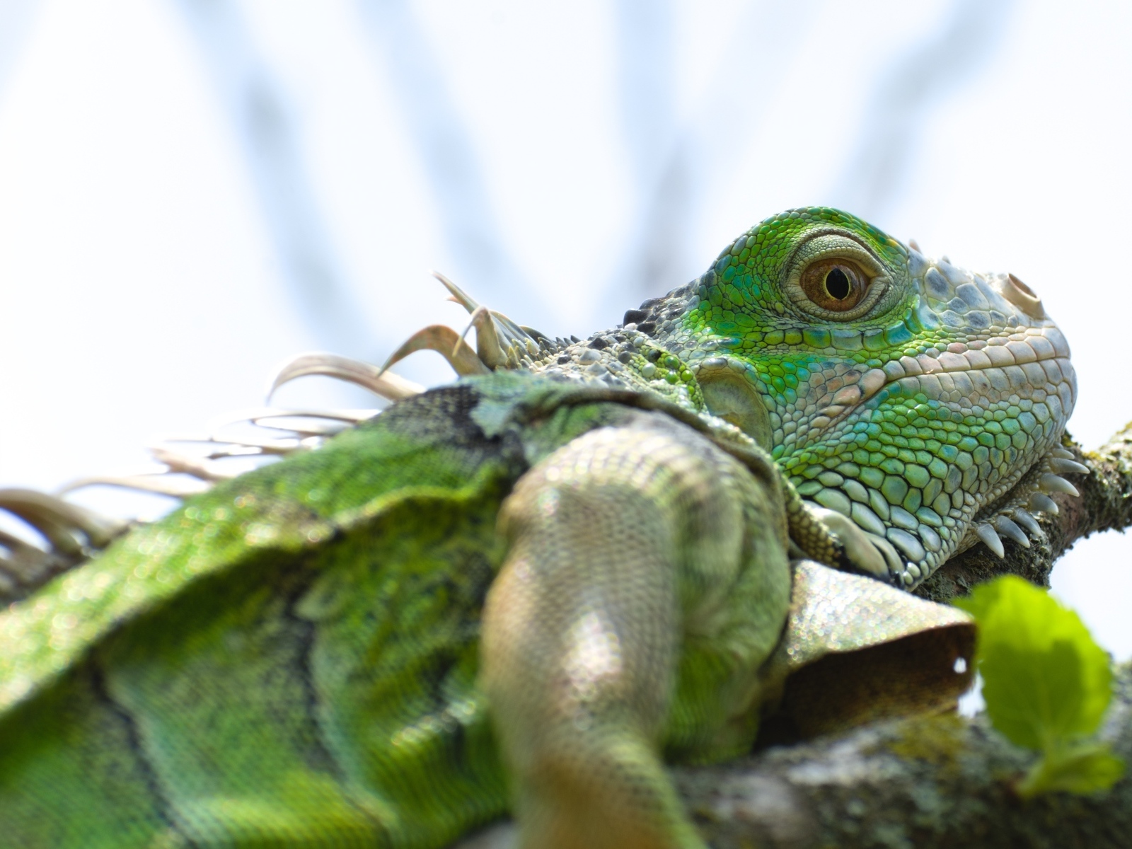 Зеленая игуана на ветке крупным планом