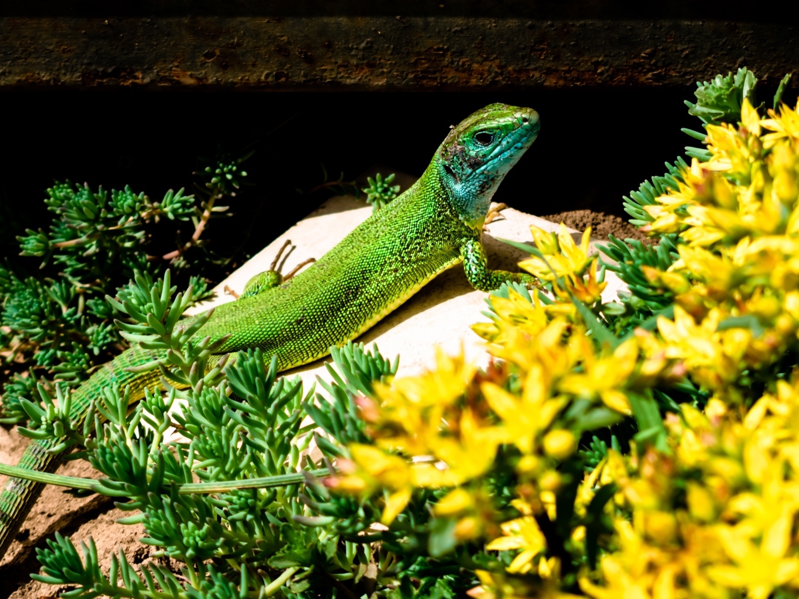 Большая зеленая ящерица в желтых цветах