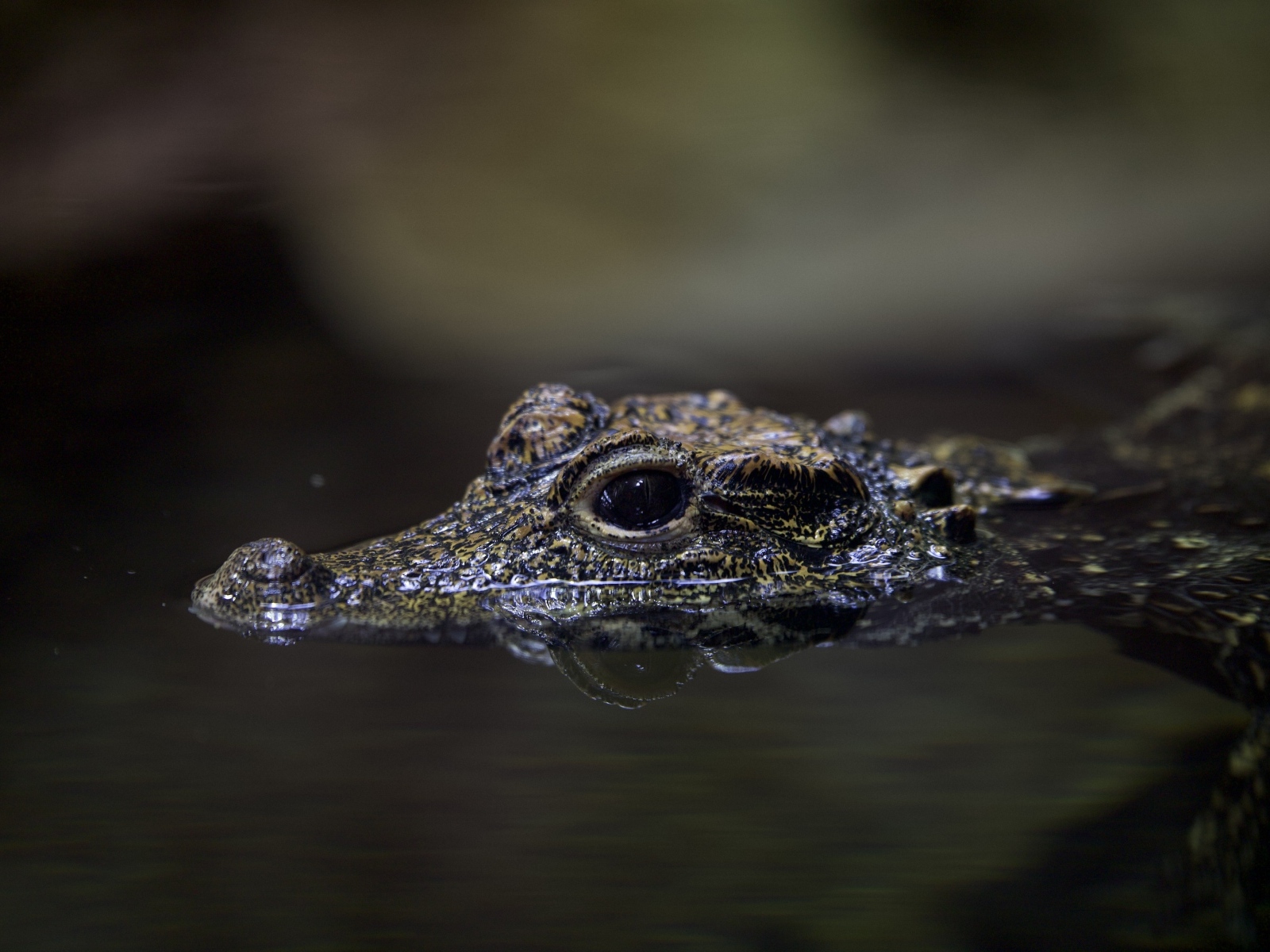 Маленький крокодил в воде
