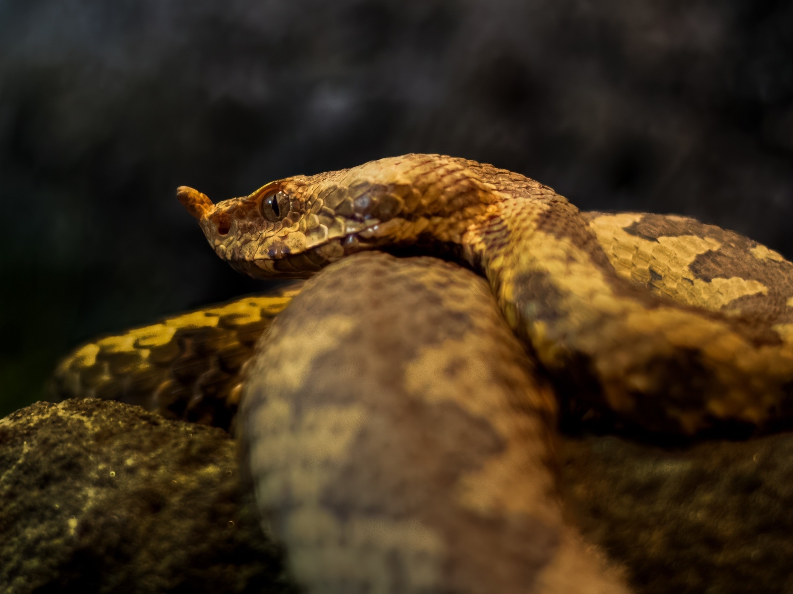 Ядовитая гадюка лежит на камне