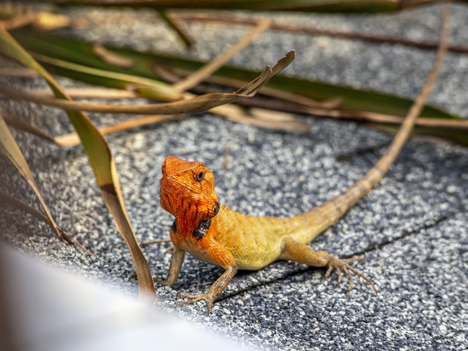 Маленькая оранжевая восточная садовая ящерица