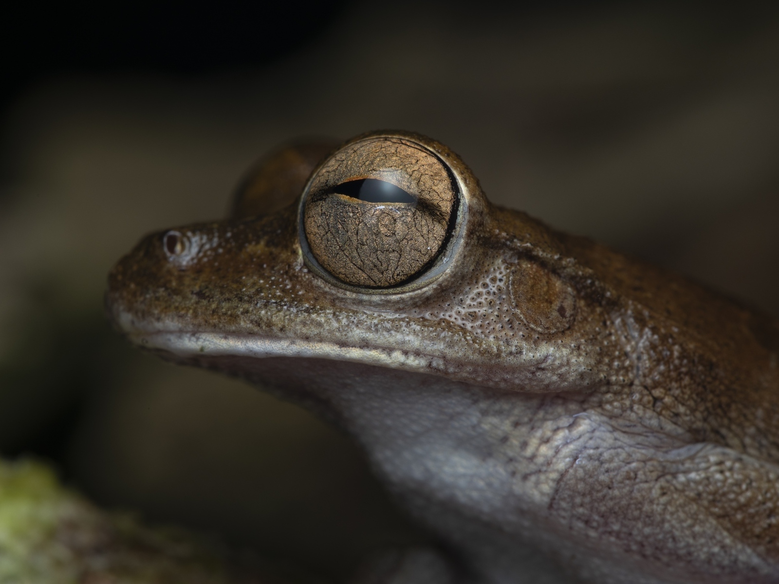 Жаба с большими глазами