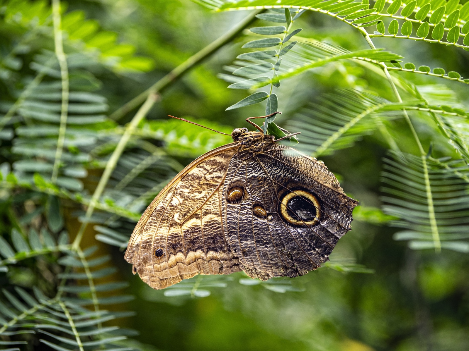 Большая коричневая бабочка сидит на зеленой ветке