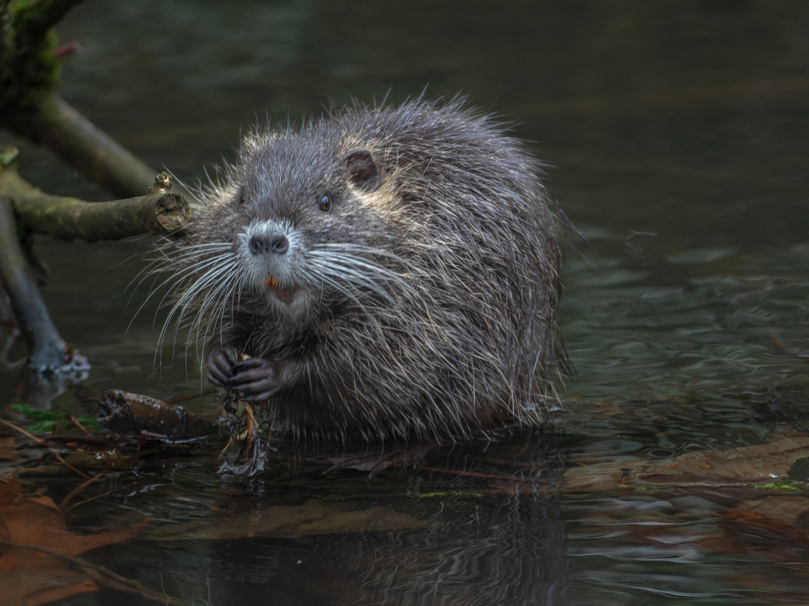 Черная нутрия в воде