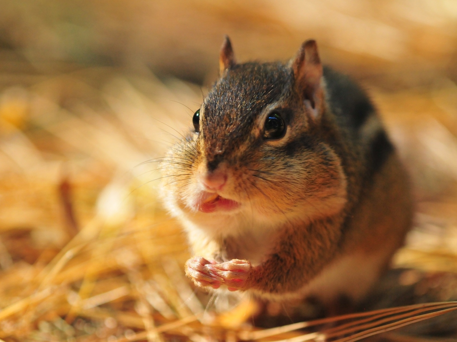Бурундук с набил рот орехами