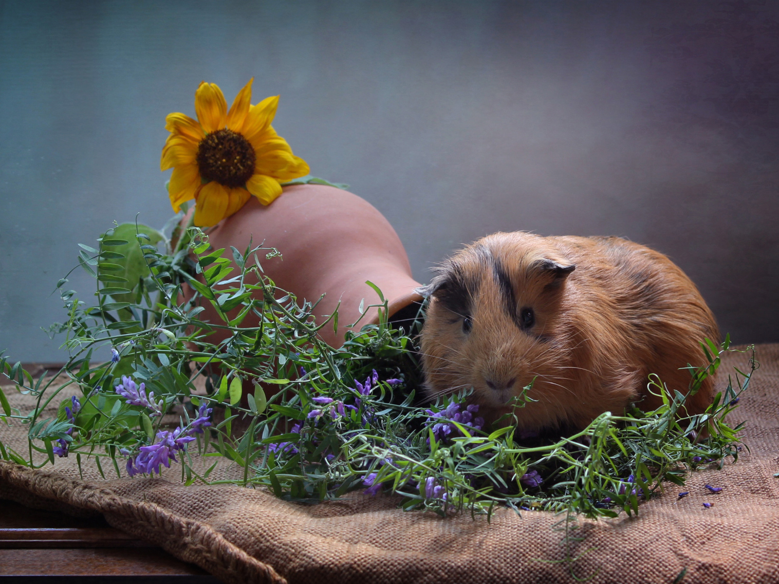 Little guinea pig with flowers on a gray background