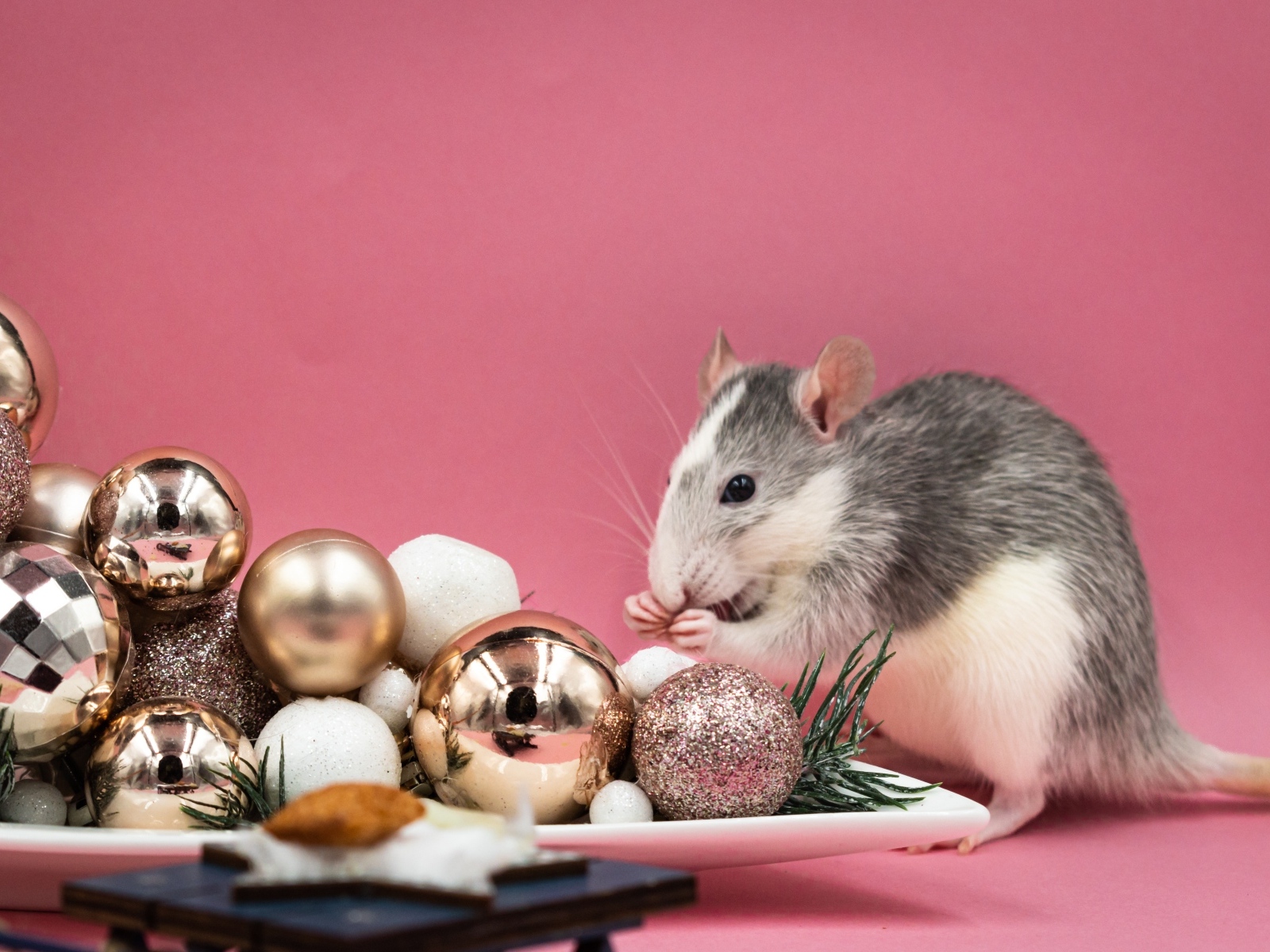 Маленькая крыса с игрушками на розовом фоне