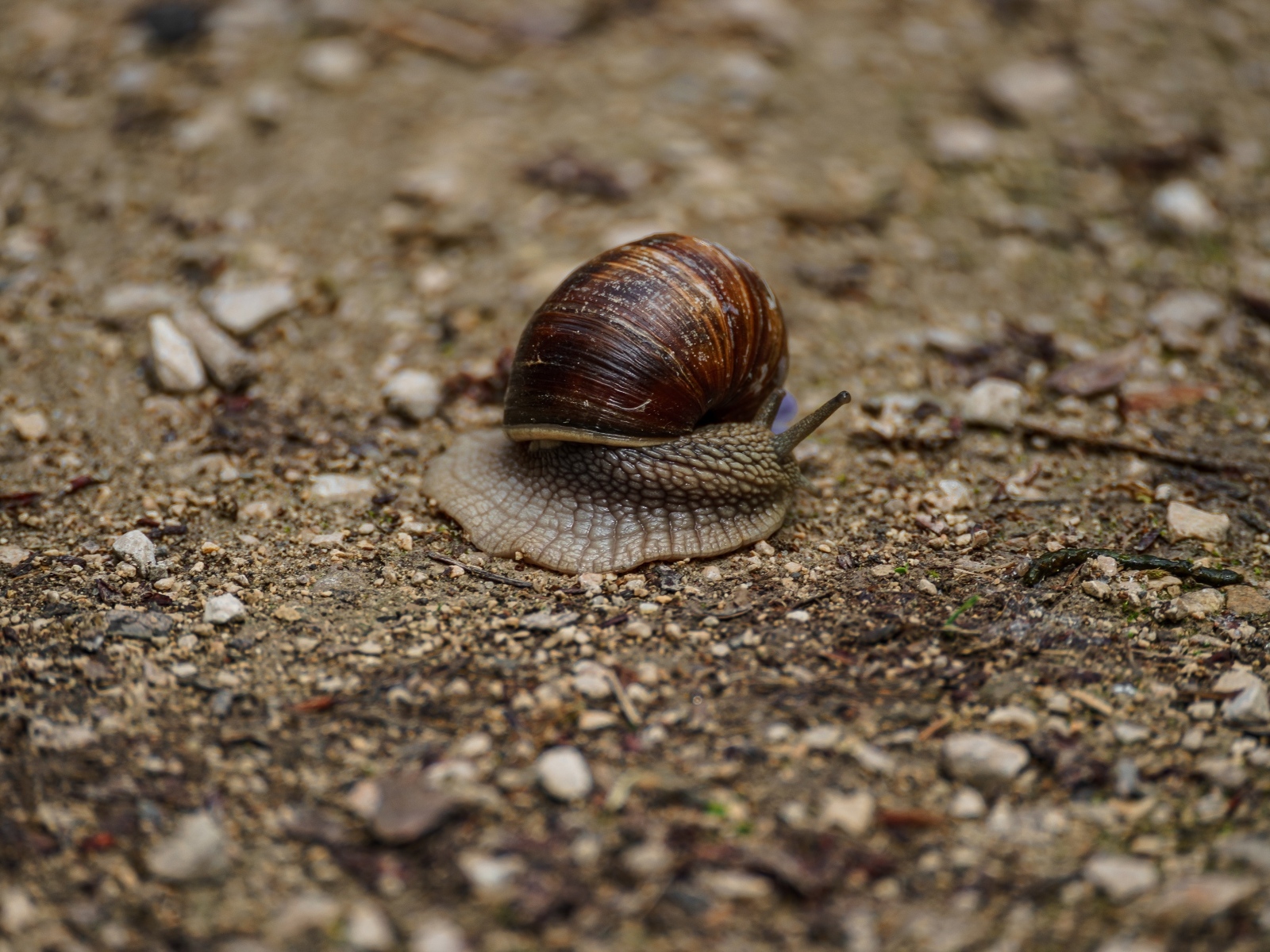Большая улитка ползет по земле 