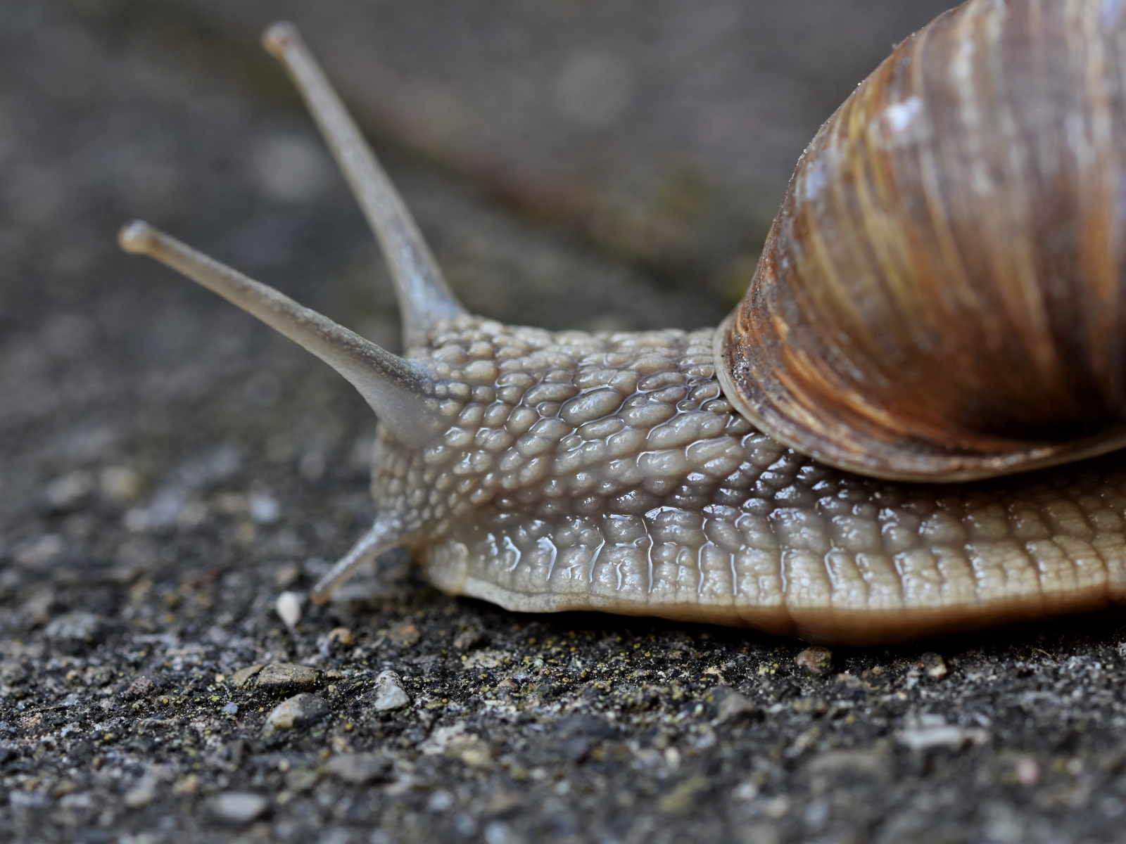 Улитка с большими усиками ползет по асфальту