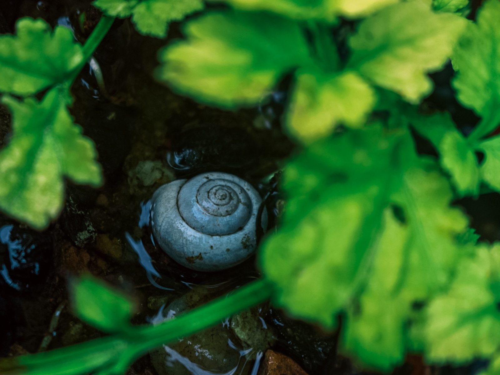 Ракушка садовой улитки на мокрой земле