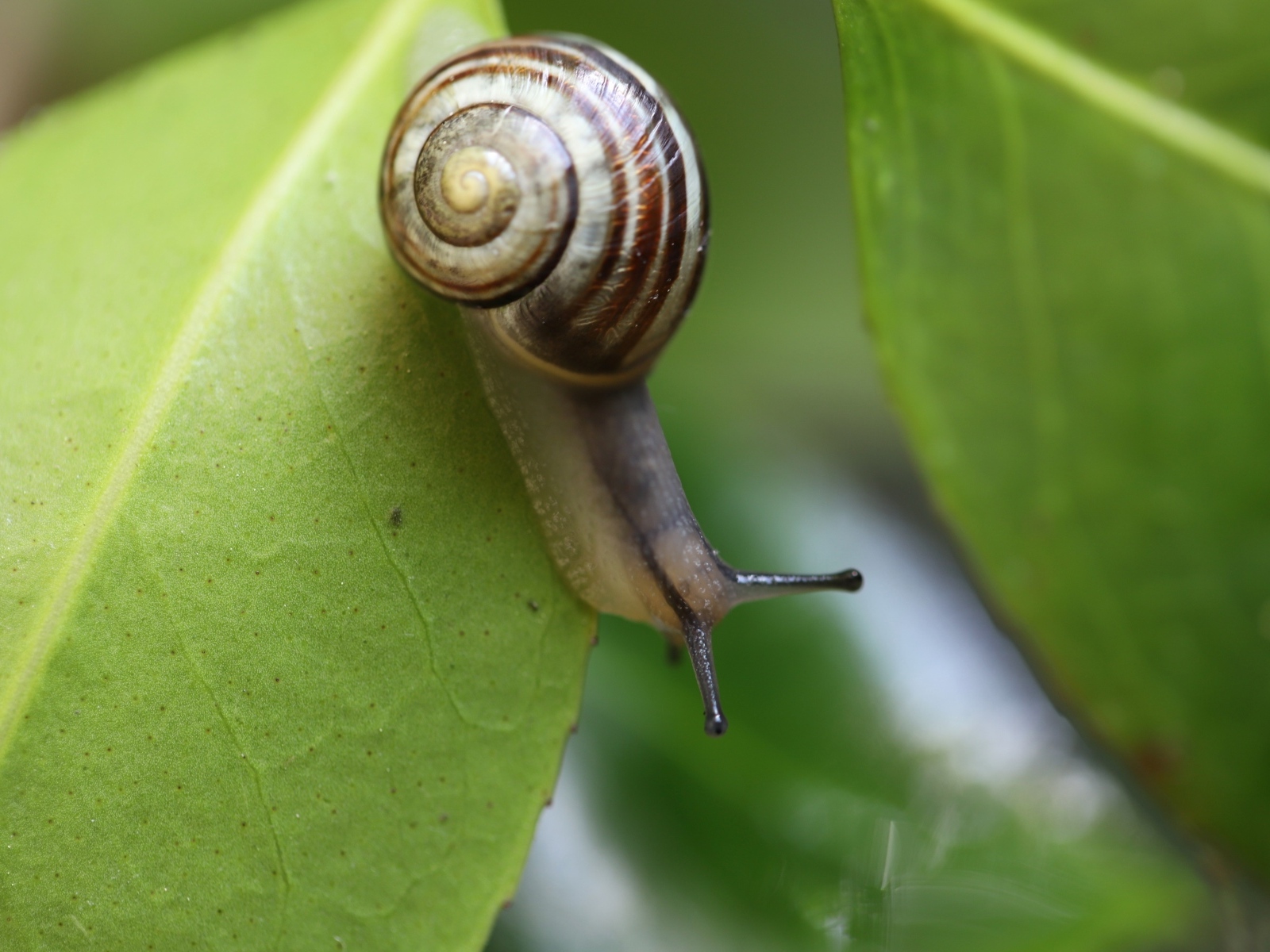 Виноградная улитка на зеленом листе