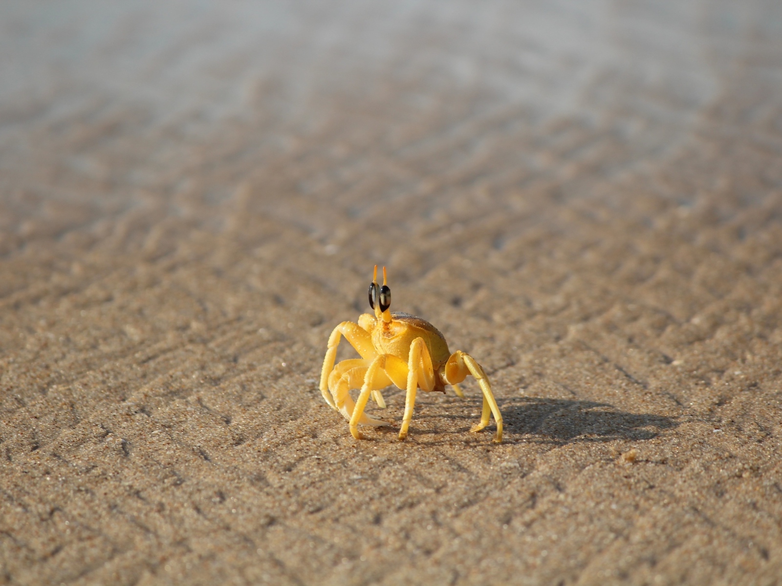 Маленький желтый краб на песке