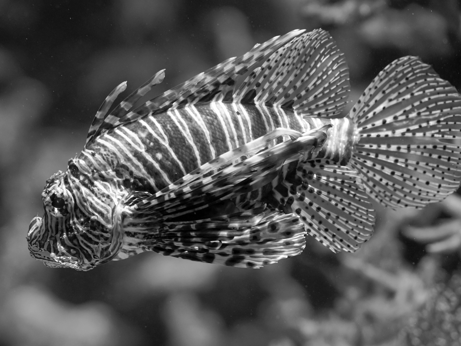 Красивая полосатая рыба  в аквариуме