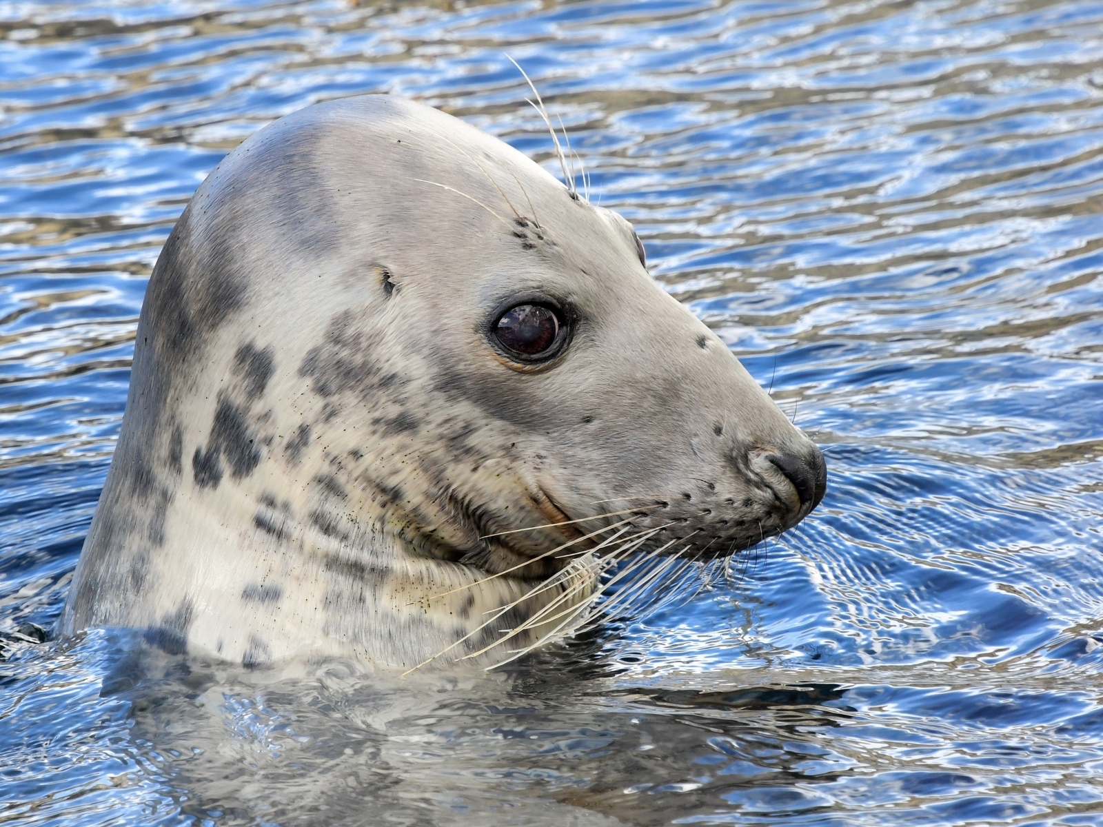 Тюлень сидит в воде