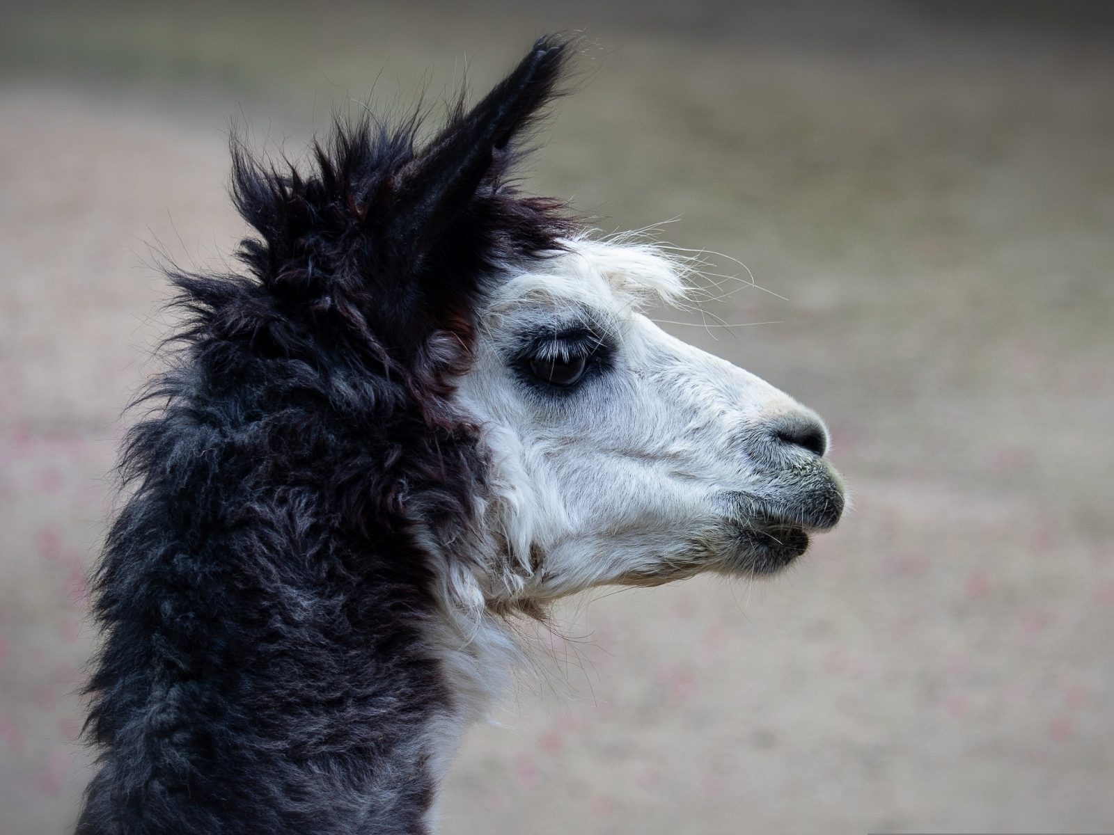 Голова альпаки боком