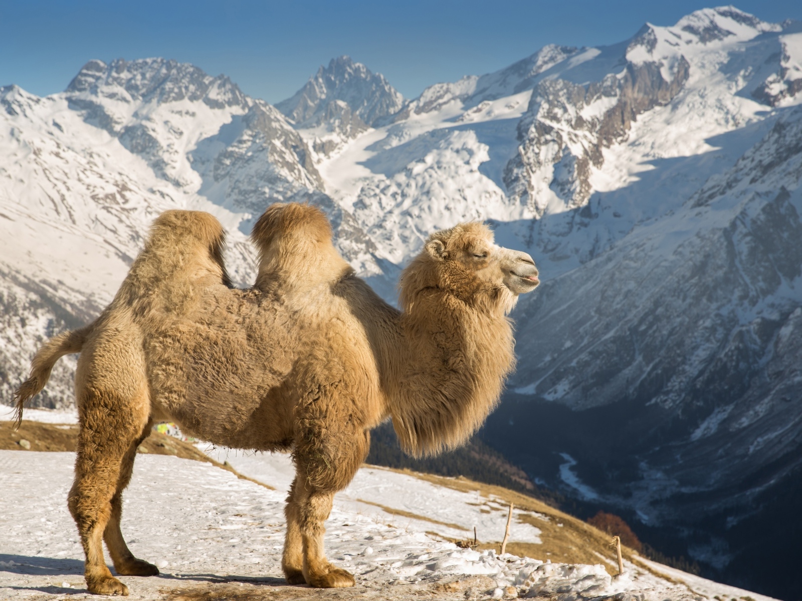 Верблюд в лучах солнца в заснеженных горах