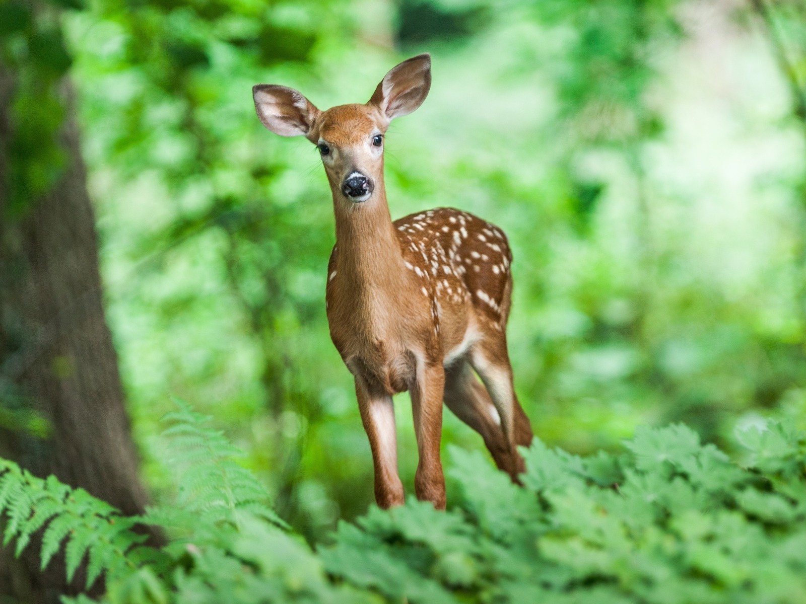 Милый пятнистый олененок в лесу
