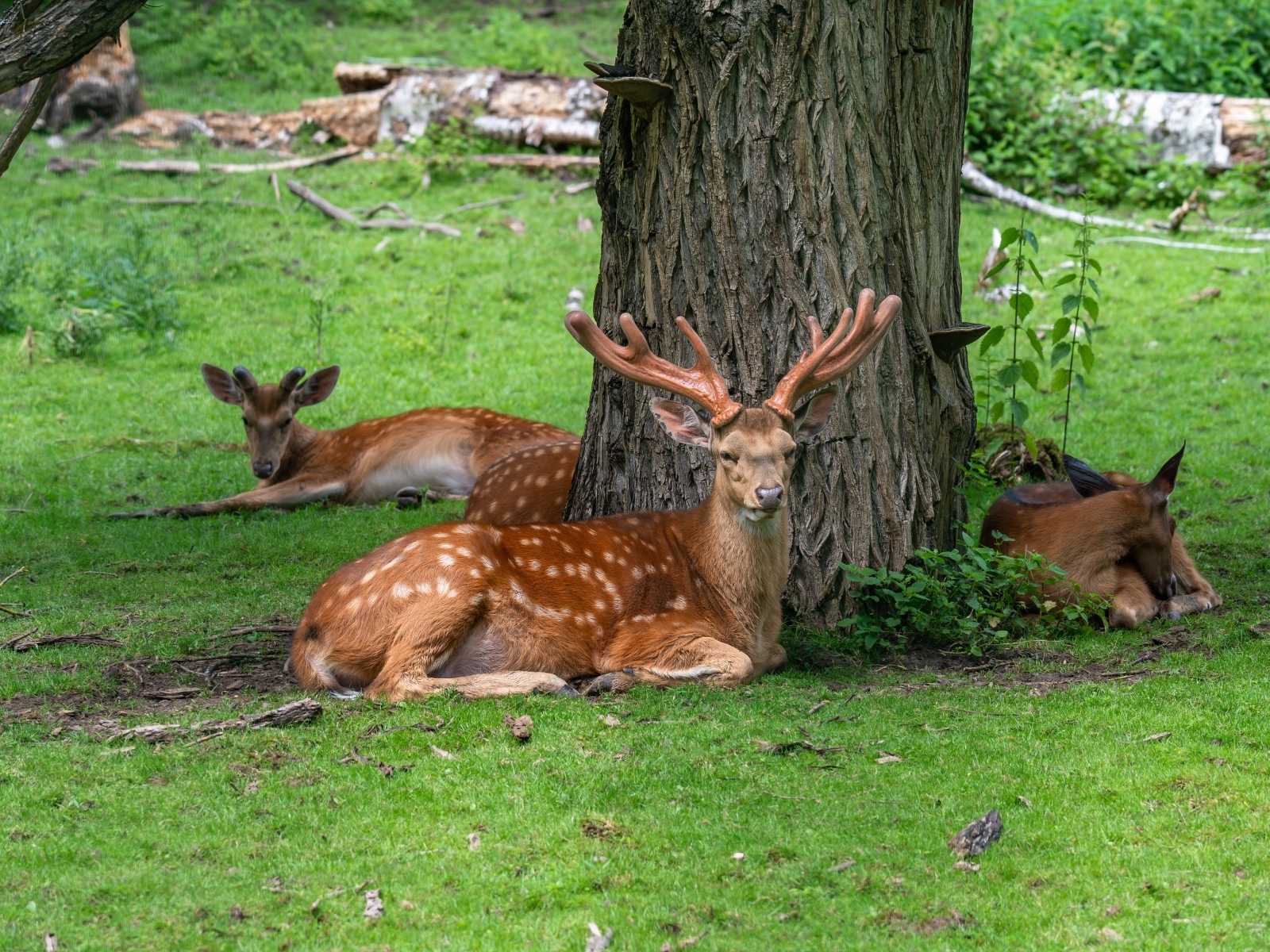 Олени отдыхают под деревом в лесу