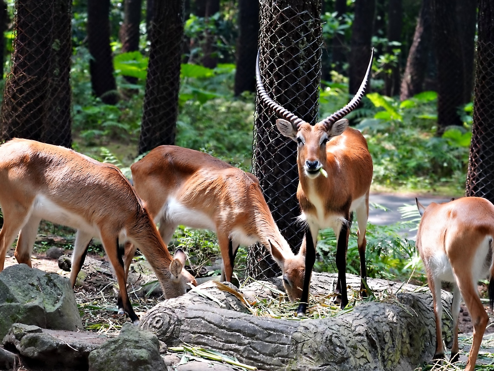 Газели в зоопарке