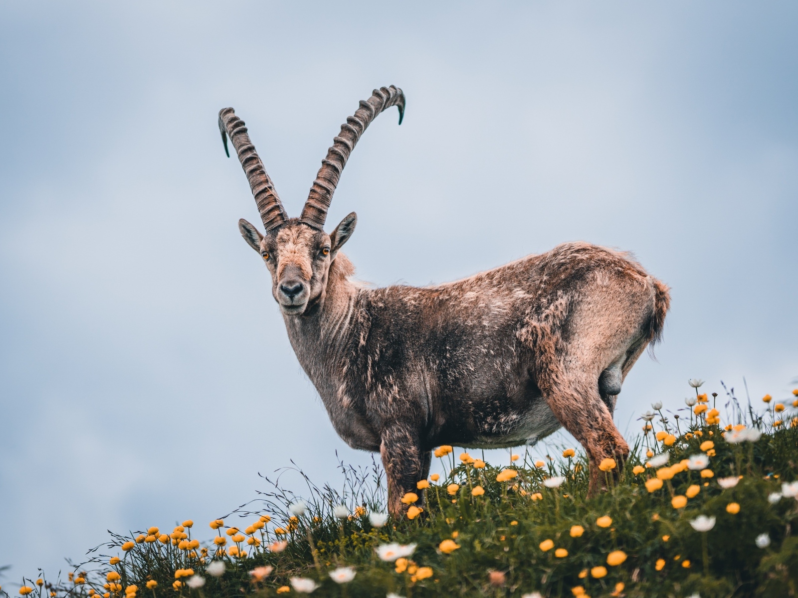 Сибирский горный козёл на поляне с цветами