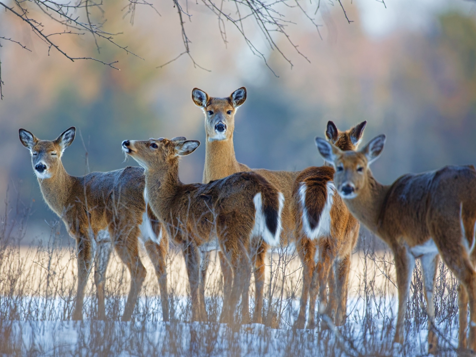 Стадо оленей зимой