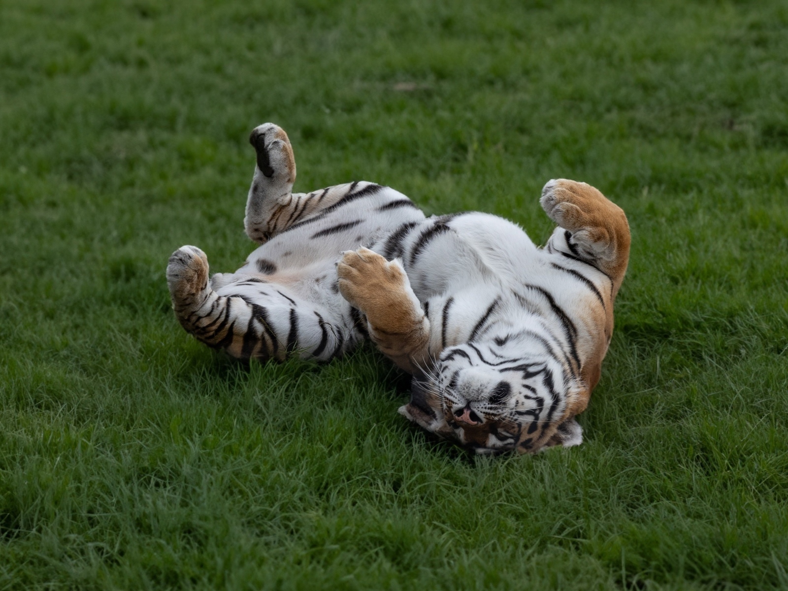 Большой полосатый тигр спит на зеленой траве