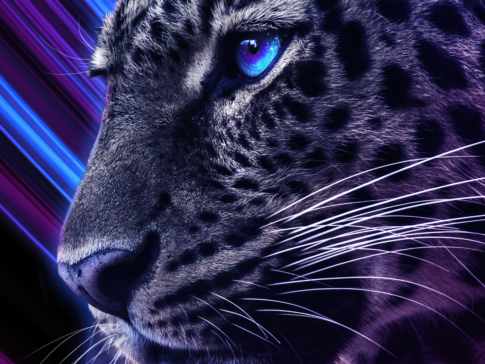 Голова леопарда с голубыми глазами