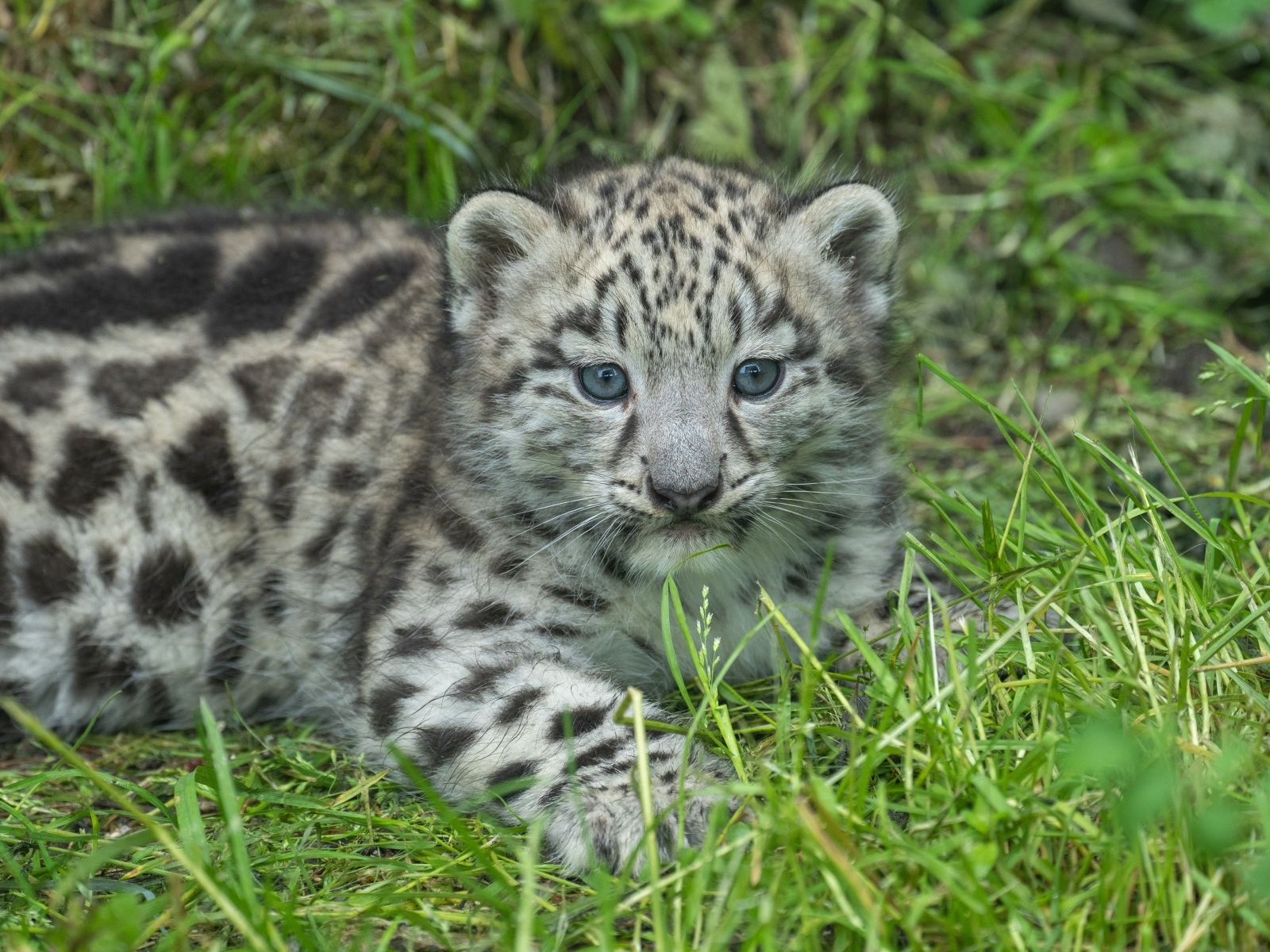 Маленький детеныш снежного барса на зеленой траве
