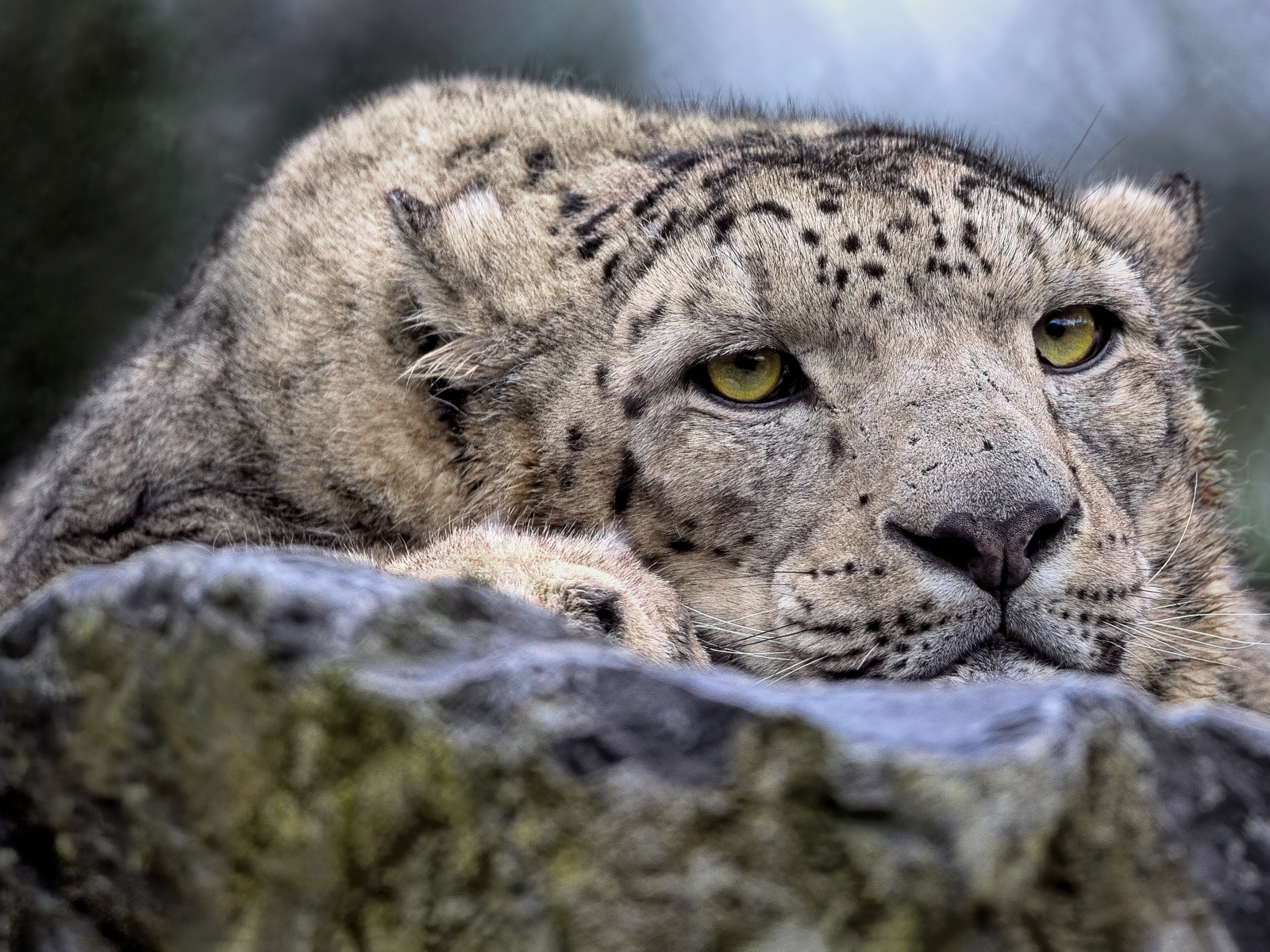 Снежный барс отдыхает на камне