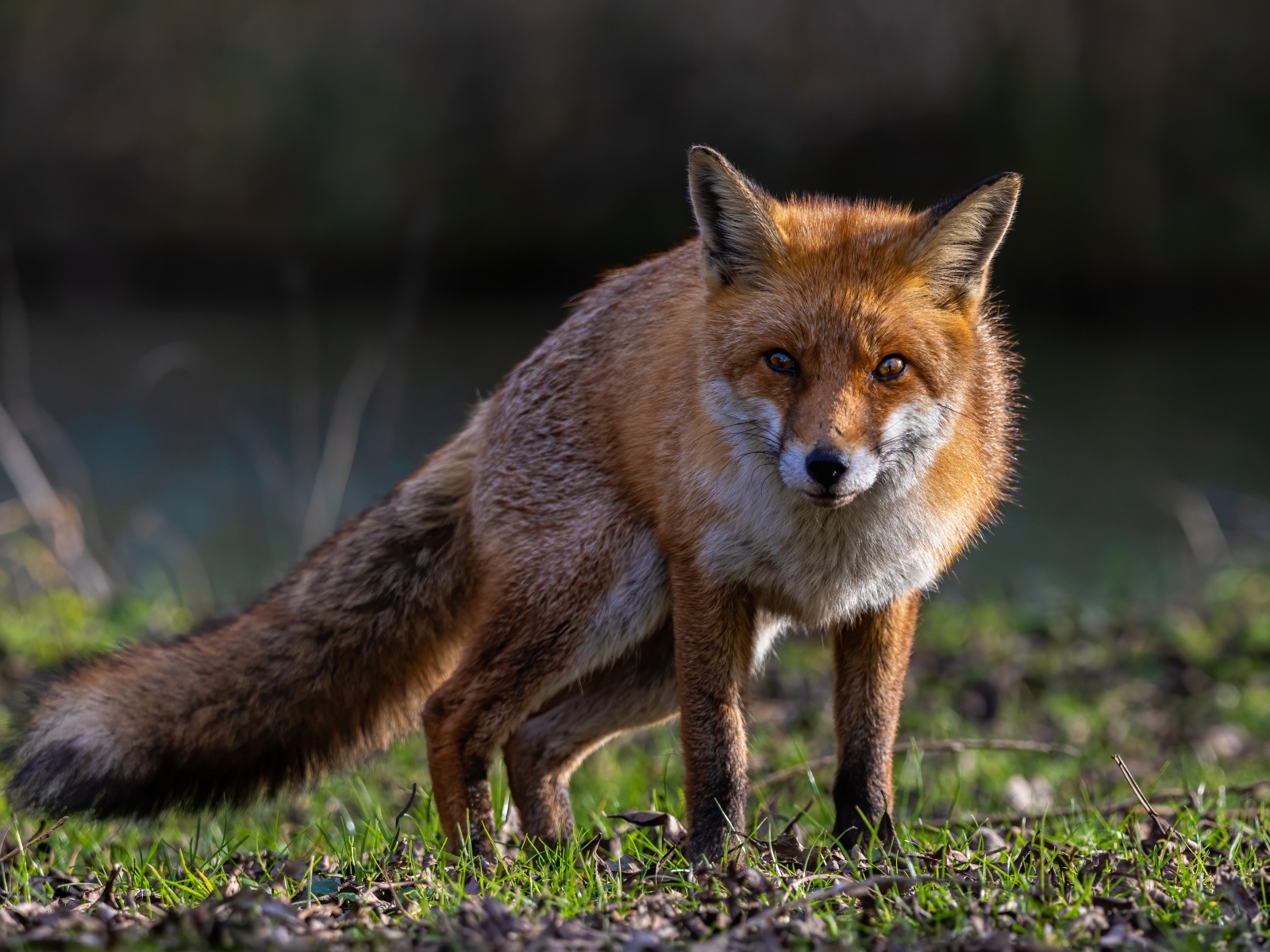 Хитрая рыжая лиса стоит на траве